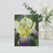 Selten Orchid Postkarte (Stehend Vorderseite)