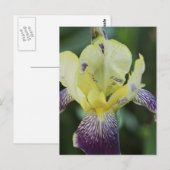 Selten Orchid Postkarte (Vorne/Hinten)