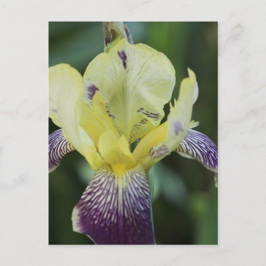 Selten Orchid Postkarte (Vorderseite)