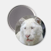 Selten White Tiger Magnet (Vorderseite/Rückseite)
