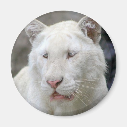 Selten White Tiger Magnet (Vorne)
