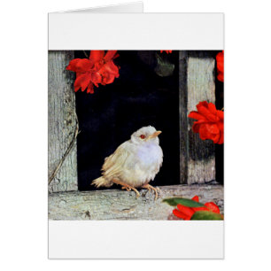 Seltene Albino-Rotbarbe