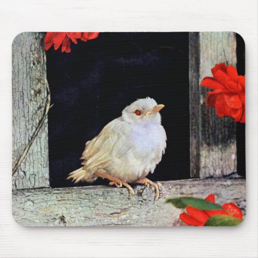 Seltene Albino-Rotbarbe Mousepad (Vorne)