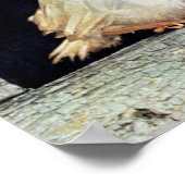 Seltene Albino-Rotbarbe Poster (Ecke)