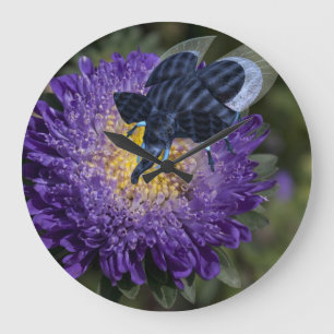 Seltene blaue Elefant-Wanze Große Wanduhr