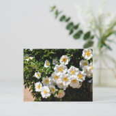 Seltene Cherokee-Rose-Blume Postkarte (Stehend Vorderseite)
