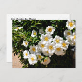 Seltene Cherokee-Rose-Blume Postkarte (Vorne/Hinten)