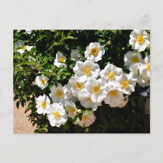 Seltene Cherokee-Rose-Blume Postkarte (Vorderseite)