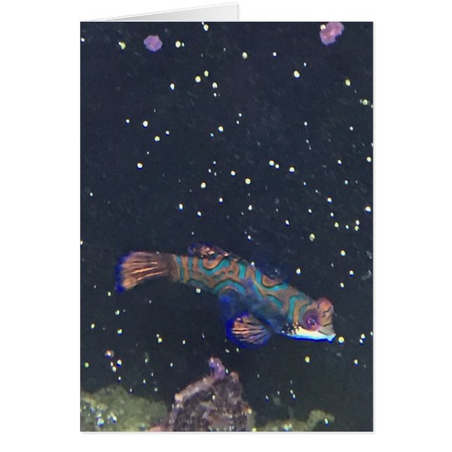 Seltene exotische Fischkarte (Vorne)