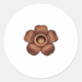 Seltene Rafflesia-Blumenkunst - Exotische indonesi Runder Aufkleber