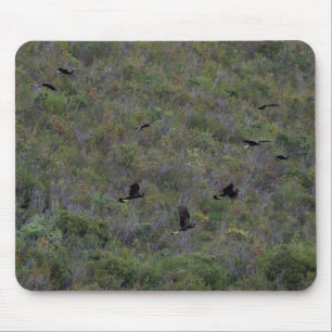 Seltene schwarze Kakados mit gelben Schwänzen Mousepad