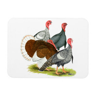 Seltene Türkei Quartett Magnet