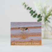 Seltene Vögel auf der Postkarte von Chappaquiddick (Stehend Vorderseite)