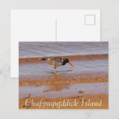 Seltene Vögel auf der Postkarte von Chappaquiddick (Vorne/Hinten)