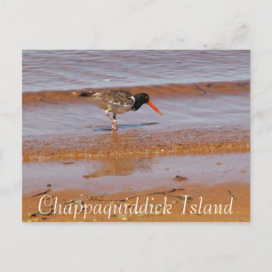 Seltene Vögel auf der Postkarte von Chappaquiddick