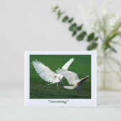 Seltene weiße Raven-Geschenke Postkarte (Stehend Vorderseite)
