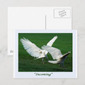 Seltene weiße Raven-Geschenke Postkarte (Vorne/Hinten)