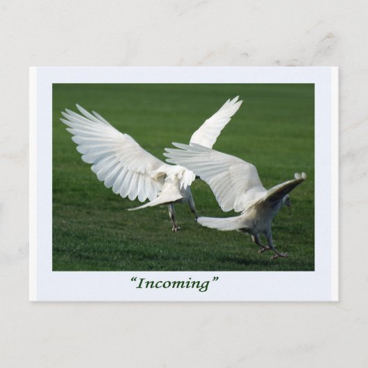 Seltene weiße Raven-Geschenke Postkarte (Vorderseite)