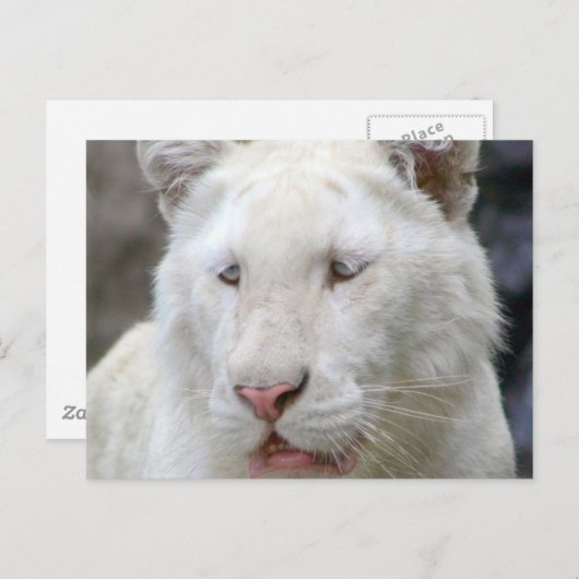 Seltene weiße Tiger Postkarte (Vorne/Hinten)