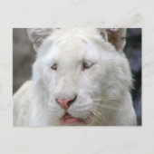 Seltene weiße Tiger Postkarte (Vorderseite)