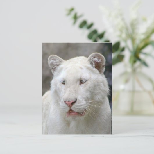 Seltene weiße Tiger Postkarte (Stehend Vorderseite)