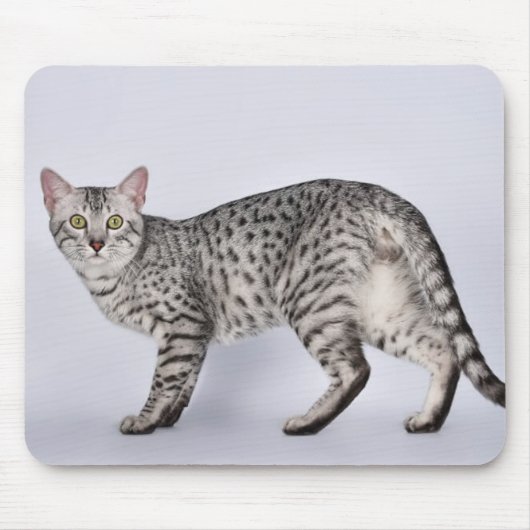 Seltener ägyptischer Mau-Katze Mousepad (Vorne)