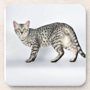 Seltener Egyptian Mau Katze Getränkeuntersetzer