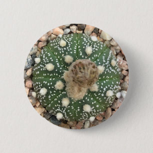 Seltener grüner Astrophytum Asterias Muster-Kaktu Button