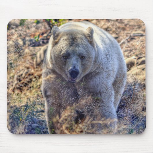 Seltener Kermode-Bär (Geistbär) Wildlife-Foto Mousepad (Vorne)