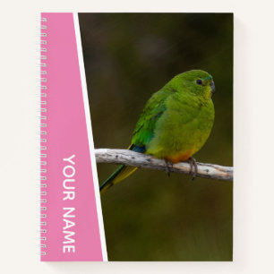 Seltener Orange-bellied Parrot Vogel Australien, R Notizblock