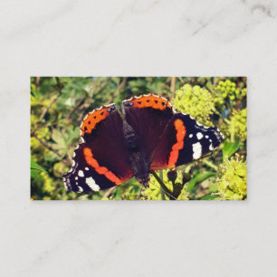 Seltener roter Admirals-Schmetterling und eine Rabattkarte