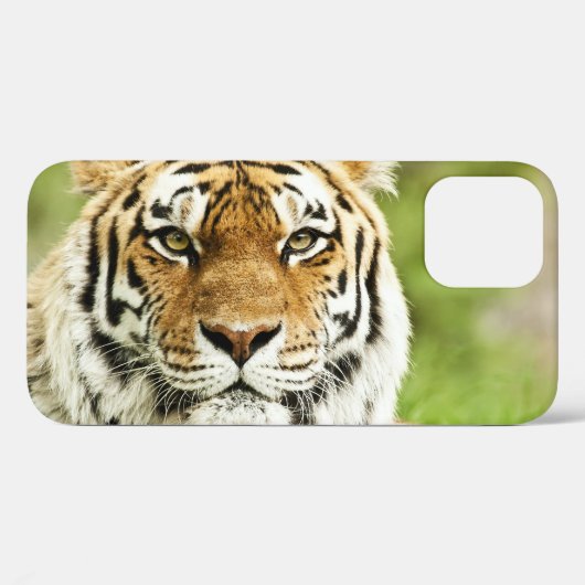 Seltener sibirischer Tiger: Gefährdete Ruhestätte Case-Mate iPhone Hülle (Rückseite (Horizontal))
