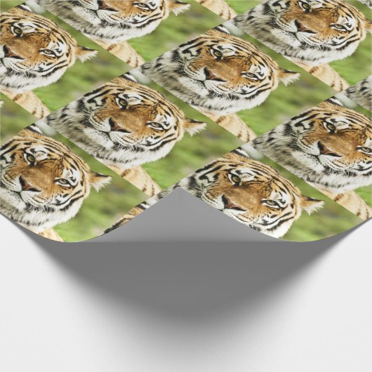 Seltener sibirischer Tiger: Gefährdete Ruhestätte Geschenkpapier (Ecke)