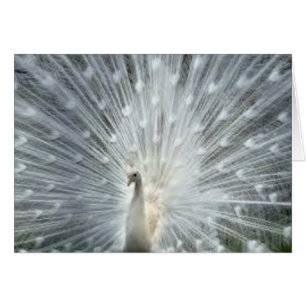 Seltener weißer indischer blauer Pfau