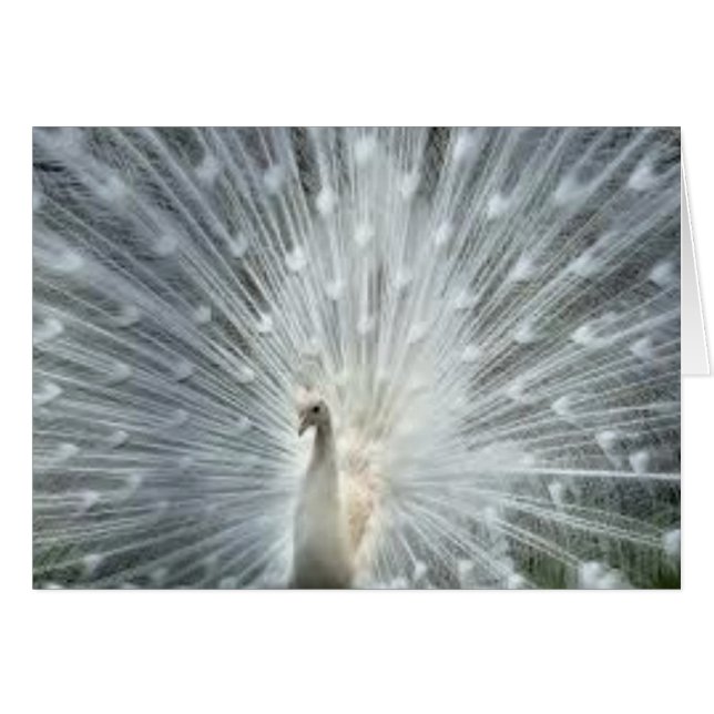 Seltener weißer indischer blauer Pfau (Vorderseite (Horizontal))