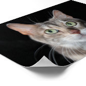 Seltenes Bengalisches katzenfoto aus blauem Marmor Poster (Ecke)