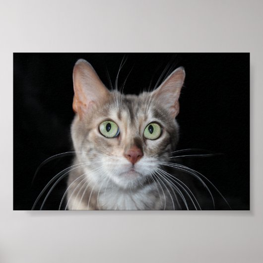 Seltenes Bengalisches katzenfoto aus blauem Marmor Poster (Vorne)