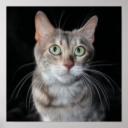 Seltenes Bengalisches katzenfoto aus blauem Marmor Poster (Vorne)