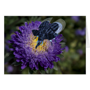 Seltenes Blue Elephant Bug