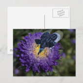 Seltenes Blue Elephant Bug Postkarte (Vorne/Hinten)