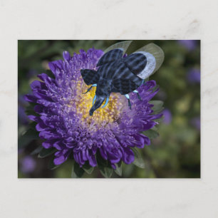 Seltenes Blue Elephant Bug Postkarte