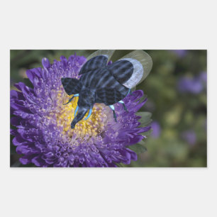 Seltenes Blue Elephant Bug Rechteckiger Aufkleber