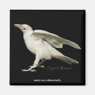 Seltenes Weißes Raven Foto Spirit Raven II Serie Magnet