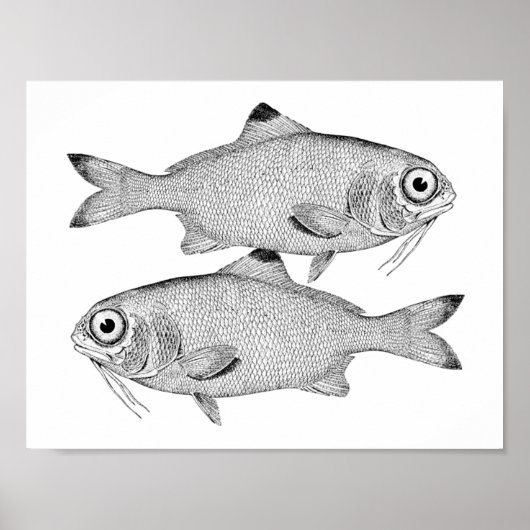 Seltsame Vintage Fische zeichnend Poster (Vorne)