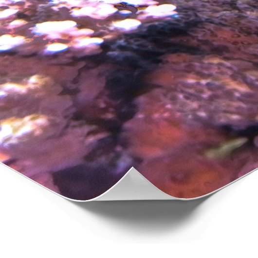 Semicircle Angelfish Poster (Ecke)