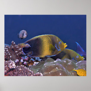 Semicircle Angelfish Poster