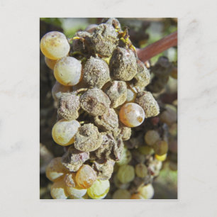 Sémillon-Trauben mit Edelfäule bei der Ernte Postkarte