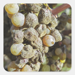 Sémillon-Trauben mit Edelfäule. zum Erntezeitpunkt Quadratischer Aufkleber