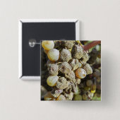 Semillon-Trauben mit Edelfäule. zur Erntezeit Button (Vorne & Hinten)