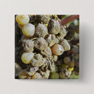 Semillon-Trauben mit Edelfäule. zur Erntezeit Button